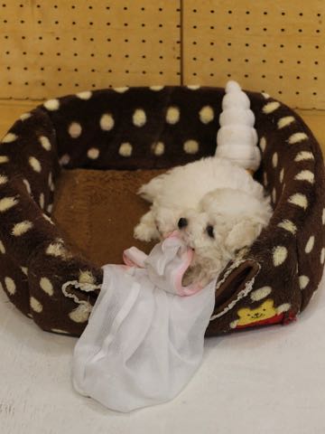 ビションフリーゼこいぬ情報フントヒュッテビションこいぬ画像子犬の社会化ビション赤ちゃんアメリカンチャンピオン直子かわいいビションフリーゼ東京ビション出産情報性格ビション家族募集中_274