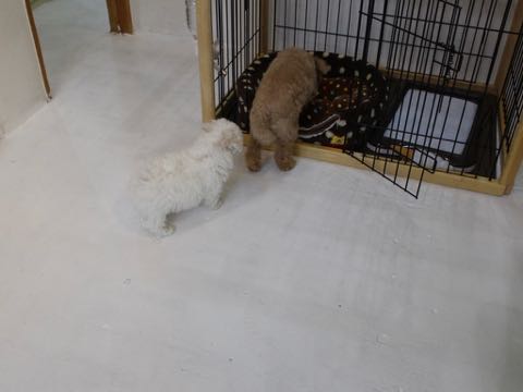 ビションフリーゼこいぬ情報フントヒュッテビションこいぬ画像子犬の社会化ビション赤ちゃんアメリカンチャンピオン直子かわいいビションフリーゼ東京ビション出産情報性格ビション家族募集中_276.jpg