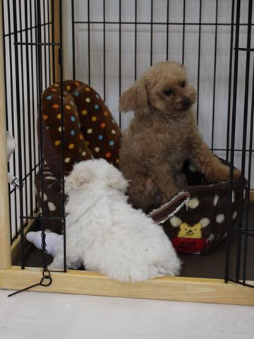 ビションフリーゼこいぬ情報フントヒュッテビションこいぬ画像子犬の社会化ビション赤ちゃんアメリカンチャンピオン直子かわいいビションフリーゼ東京ビション出産情報性格ビション家族募集中_277.jpg