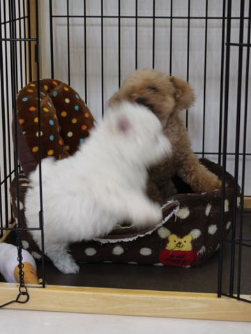 ビションフリーゼこいぬ情報フントヒュッテビションこいぬ画像子犬の社会化ビション赤ちゃんアメリカンチャンピオン直子かわいいビションフリーゼ東京ビション出産情報性格ビション家族募集中_278.jpg