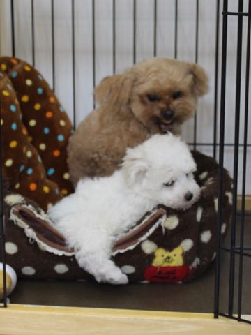ビションフリーゼこいぬ情報フントヒュッテビションこいぬ画像子犬の社会化ビション赤ちゃんアメリカンチャンピオン直子かわいいビションフリーゼ東京ビション出産情報性格ビション家族募集中_279.jpg