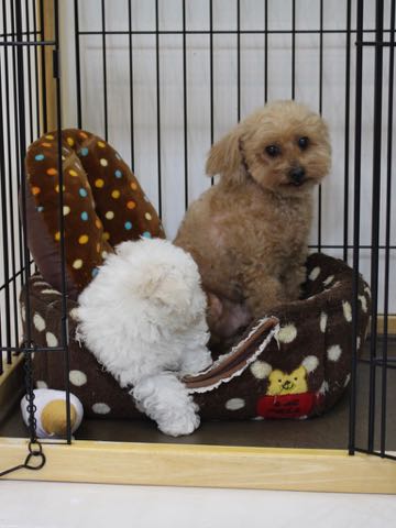 ビションフリーゼこいぬ情報フントヒュッテビションこいぬ画像子犬の社会化ビション赤ちゃんアメリカンチャンピオン直子かわいいビションフリーゼ東京ビション出産情報性格ビション家族募集中_280.jpg