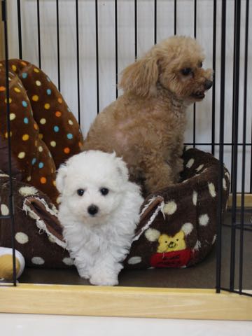 ビションフリーゼこいぬ情報フントヒュッテビションこいぬ画像子犬の社会化ビション赤ちゃんアメリカンチャンピオン直子かわいいビションフリーゼ東京ビション出産情報性格ビション家族募集中_281.jpg