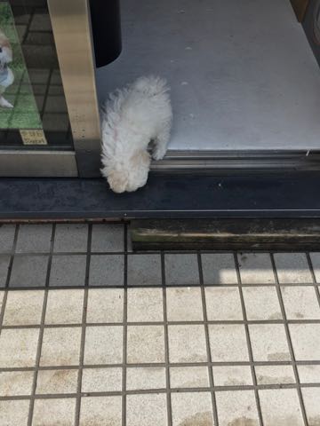 ビションフリーゼこいぬ情報フントヒュッテビションこいぬ画像子犬の社会化ビション赤ちゃんアメリカンチャンピオン直子かわいいビションフリーゼ東京ビション出産情報性格ビション家族募集中_288