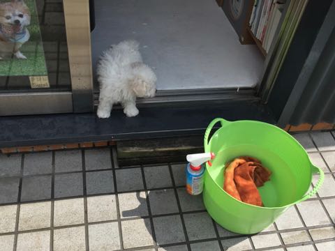 ビションフリーゼこいぬ情報フントヒュッテビションこいぬ画像子犬の社会化ビション赤ちゃんアメリカンチャンピオン直子かわいいビションフリーゼ東京ビション出産情報性格ビション家族募集中_289