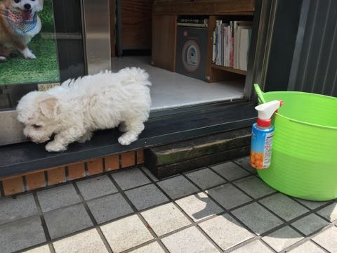 ビションフリーゼこいぬ情報フントヒュッテビションこいぬ画像子犬の社会化ビション赤ちゃんアメリカンチャンピオン直子かわいいビションフリーゼ東京ビション出産情報性格ビション家族募集中_290