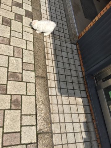 ビションフリーゼこいぬ情報フントヒュッテビションこいぬ画像子犬の社会化ビション赤ちゃんアメリカンチャンピオン直子かわいいビションフリーゼ東京ビション出産情報性格ビション家族募集中_291