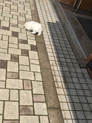 ビションフリーゼこいぬ情報フントヒュッテビションこいぬ画像子犬の社会化ビション赤ちゃんアメリカンチャンピオン直子かわいいビションフリーゼ東京ビション出産情報性格ビション家族募集中_292