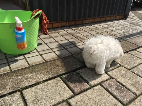 ビションフリーゼこいぬ情報フントヒュッテビションこいぬ画像子犬の社会化ビション赤ちゃんアメリカンチャンピオン直子かわいいビションフリーゼ東京ビション出産情報性格ビション家族募集中_293