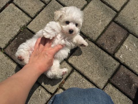 ビションフリーゼこいぬ情報フントヒュッテビションこいぬ画像子犬の社会化ビション赤ちゃんアメリカンチャンピオン直子かわいいビションフリーゼ東京ビション出産情報性格ビション家族募集中_294