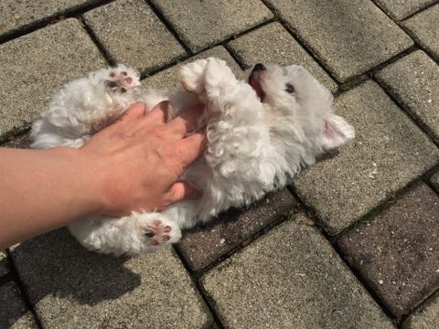 ビションフリーゼこいぬ情報フントヒュッテビションこいぬ画像子犬の社会化ビション赤ちゃんアメリカンチャンピオン直子かわいいビションフリーゼ東京ビション出産情報性格ビション家族募集中_295