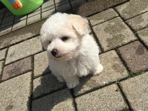 ビションフリーゼこいぬ情報フントヒュッテビションこいぬ画像子犬の社会化ビション赤ちゃんアメリカンチャンピオン直子かわいいビションフリーゼ東京ビション出産情報性格ビション家族募集中_296