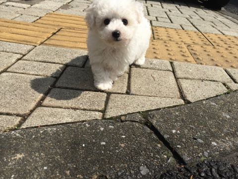 ビションフリーゼこいぬ情報フントヒュッテビションこいぬ画像子犬の社会化ビション赤ちゃんアメリカンチャンピオン直子かわいいビションフリーゼ東京ビション出産情報性格ビション家族募集中_297