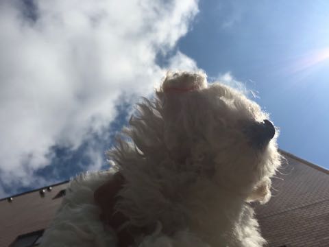 ビションフリーゼこいぬ情報フントヒュッテビションこいぬ画像子犬の社会化ビション赤ちゃんアメリカンチャンピオン直子かわいいビションフリーゼ東京ビション出産情報性格ビション家族募集中_298
