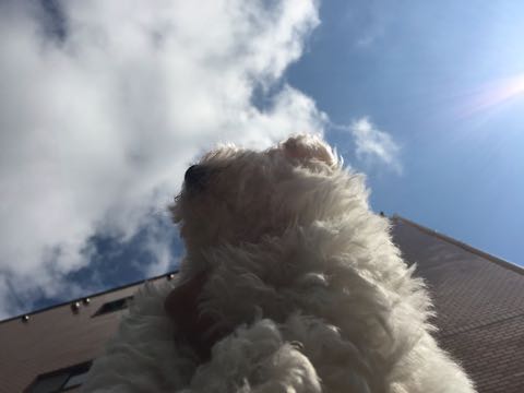 ビションフリーゼこいぬ情報フントヒュッテビションこいぬ画像子犬の社会化ビション赤ちゃんアメリカンチャンピオン直子かわいいビションフリーゼ東京ビション出産情報性格ビション家族募集中_299