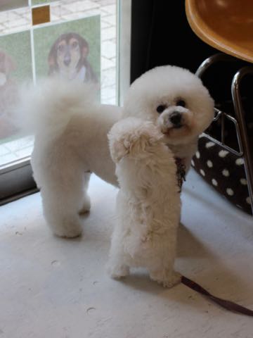 ビションフリーゼこいぬ情報フントヒュッテビションこいぬ画像子犬の社会化ビション赤ちゃんアメリカンチャンピオン直子かわいいビションフリーゼ東京ビション出産情報性格ビション家族募集中_300