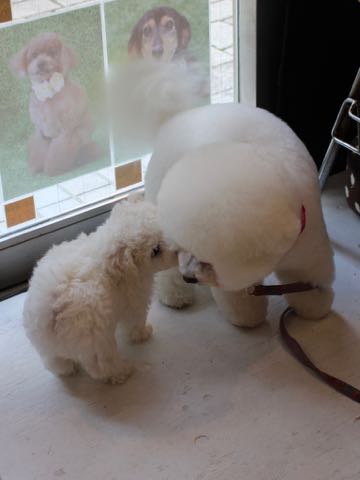 ビションフリーゼこいぬ情報フントヒュッテビションこいぬ画像子犬の社会化ビション赤ちゃんアメリカンチャンピオン直子かわいいビションフリーゼ東京ビション出産情報性格ビション家族募集中_301