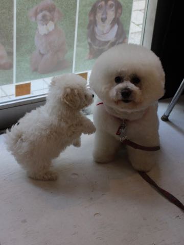 ビションフリーゼこいぬ情報フントヒュッテビションこいぬ画像子犬の社会化ビション赤ちゃんアメリカンチャンピオン直子かわいいビションフリーゼ東京ビション出産情報性格ビション家族募集中_302
