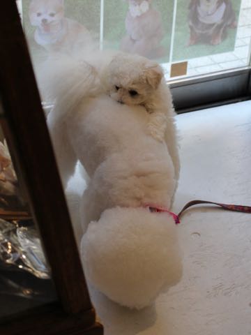 ビションフリーゼこいぬ情報フントヒュッテビションこいぬ画像子犬の社会化ビション赤ちゃんアメリカンチャンピオン直子かわいいビションフリーゼ東京ビション出産情報性格ビション家族募集中_303