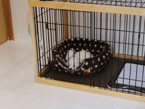 ビションフリーゼこいぬ情報フントヒュッテビションこいぬ画像子犬の社会化ビション赤ちゃんアメリカンチャンピオン直子かわいいビションフリーゼ東京ビション出産情報性格ビション家族募集中_304