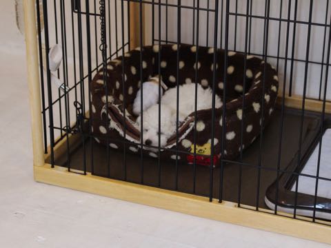 ビションフリーゼこいぬ情報フントヒュッテビションこいぬ画像子犬の社会化ビション赤ちゃんアメリカンチャンピオン直子かわいいビションフリーゼ東京ビション出産情報性格ビション家族募集中_305