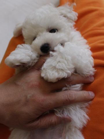 ビションフリーゼこいぬ情報フントヒュッテビションこいぬ画像子犬の社会化ビション赤ちゃんアメリカンチャンピオン直子かわいいビションフリーゼ東京ビション出産情報性格ビション家族募集中_306