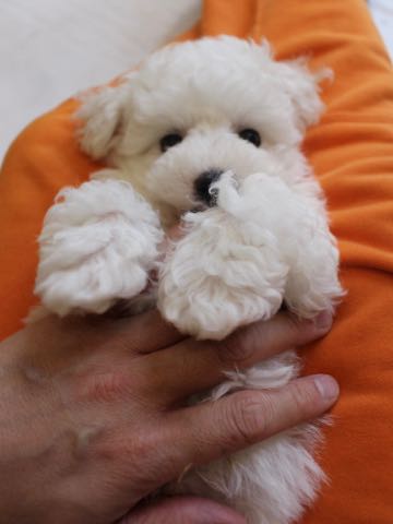 ビションフリーゼこいぬ情報フントヒュッテビションこいぬ画像子犬の社会化ビション赤ちゃんアメリカンチャンピオン直子かわいいビションフリーゼ東京ビション出産情報性格ビション家族募集中_307