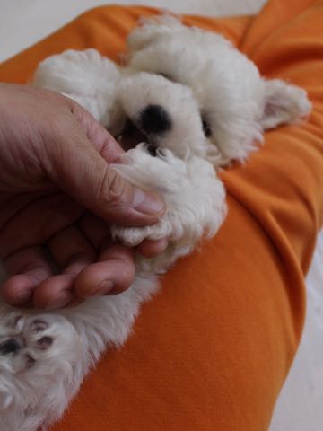 ビションフリーゼこいぬ情報フントヒュッテビションこいぬ画像子犬の社会化ビション赤ちゃんアメリカンチャンピオン直子かわいいビションフリーゼ東京ビション出産情報性格ビション家族募集中_309.jpg