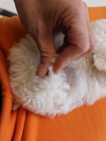 ビションフリーゼこいぬ情報フントヒュッテビションこいぬ画像子犬の社会化ビション赤ちゃんアメリカンチャンピオン直子かわいいビションフリーゼ東京ビション出産情報性格ビション家族募集中_310.jpg