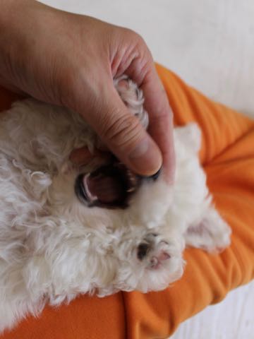 ビションフリーゼこいぬ情報フントヒュッテビションこいぬ画像子犬の社会化ビション赤ちゃんアメリカンチャンピオン直子かわいいビションフリーゼ東京ビション出産情報性格ビション家族募集中_311.jpg