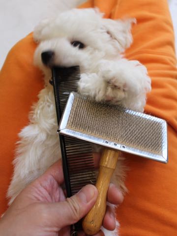 ビションフリーゼこいぬ情報フントヒュッテビションこいぬ画像子犬の社会化ビション赤ちゃんアメリカンチャンピオン直子かわいいビションフリーゼ東京ビション出産情報性格ビション家族募集中_313.jpg