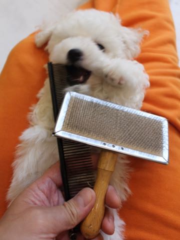 ビションフリーゼこいぬ情報フントヒュッテビションこいぬ画像子犬の社会化ビション赤ちゃんアメリカンチャンピオン直子かわいいビションフリーゼ東京ビション出産情報性格ビション家族募集中_314.jpg