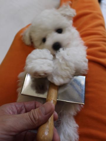 ビションフリーゼこいぬ情報フントヒュッテビションこいぬ画像子犬の社会化ビション赤ちゃんアメリカンチャンピオン直子かわいいビションフリーゼ東京ビション出産情報性格ビション家族募集中_315.jpg