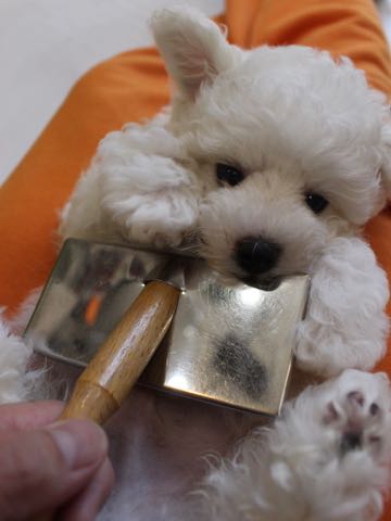 ビションフリーゼこいぬ情報フントヒュッテビションこいぬ画像子犬の社会化ビション赤ちゃんアメリカンチャンピオン直子かわいいビションフリーゼ東京ビション出産情報性格ビション家族募集中_316.jpg