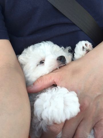 ビションフリーゼこいぬ情報フントヒュッテビションこいぬ画像子犬の社会化ビション赤ちゃんアメリカンチャンピオン直子かわいいビションフリーゼ東京ビション出産情報性格ビション家族募集中_320