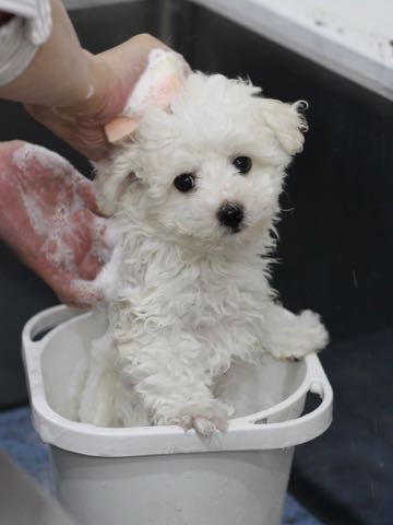 ビションフリーゼこいぬ情報フントヒュッテビションこいぬ画像子犬の社会化ビション赤ちゃんアメリカンチャンピオン直子かわいいビションフリーゼ東京ビション出産情報性格ビション家族募集中_411.jpg