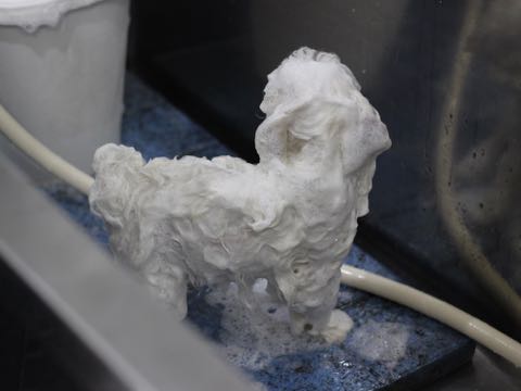 ビションフリーゼこいぬ情報フントヒュッテビションこいぬ画像子犬の社会化ビション赤ちゃんアメリカンチャンピオン直子かわいいビションフリーゼ東京ビション出産情報性格ビション家族募集中_414.jpg