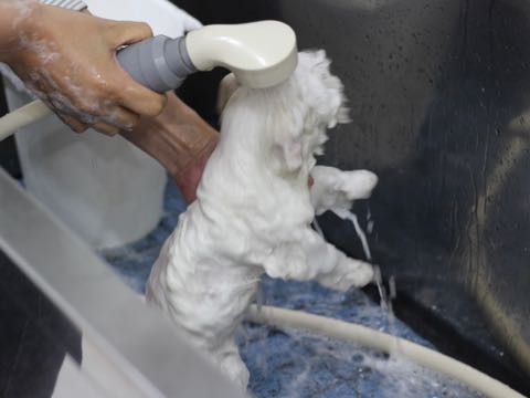 ビションフリーゼこいぬ情報フントヒュッテビションこいぬ画像子犬の社会化ビション赤ちゃんアメリカンチャンピオン直子かわいいビションフリーゼ東京ビション出産情報性格ビション家族募集中_415.jpg