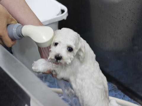 ビションフリーゼこいぬ情報フントヒュッテビションこいぬ画像子犬の社会化ビション赤ちゃんアメリカンチャンピオン直子かわいいビションフリーゼ東京ビション出産情報性格ビション家族募集中_416.jpg