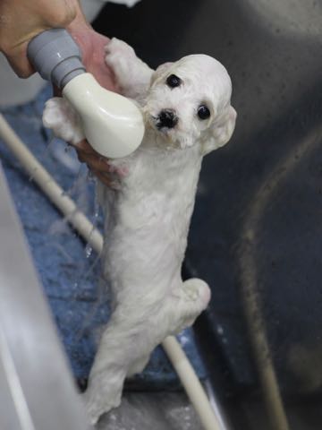 ビションフリーゼこいぬ情報フントヒュッテビションこいぬ画像子犬の社会化ビション赤ちゃんアメリカンチャンピオン直子かわいいビションフリーゼ東京ビション出産情報性格ビション家族募集中_417.jpg