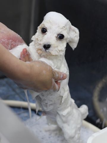 ビションフリーゼこいぬ情報フントヒュッテビションこいぬ画像子犬の社会化ビション赤ちゃんアメリカンチャンピオン直子かわいいビションフリーゼ東京ビション出産情報性格ビション家族募集中_418.jpg
