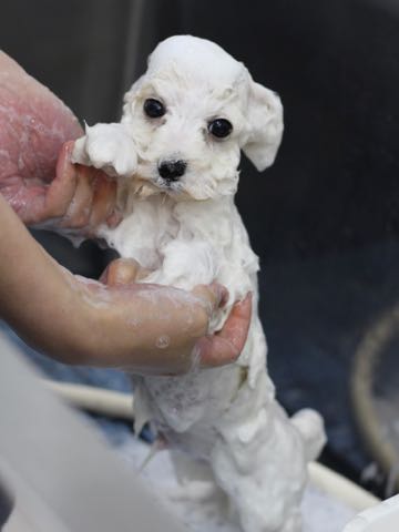 ビションフリーゼこいぬ情報フントヒュッテビションこいぬ画像子犬の社会化ビション赤ちゃんアメリカンチャンピオン直子かわいいビションフリーゼ東京ビション出産情報性格ビション家族募集中_419.jpg