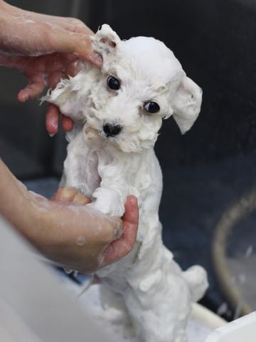ビションフリーゼこいぬ情報フントヒュッテビションこいぬ画像子犬の社会化ビション赤ちゃんアメリカンチャンピオン直子かわいいビションフリーゼ東京ビション出産情報性格ビション家族募集中_420.jpg