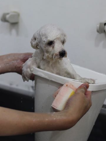 ビションフリーゼこいぬ情報フントヒュッテビションこいぬ画像子犬の社会化ビション赤ちゃんアメリカンチャンピオン直子かわいいビションフリーゼ東京ビション出産情報性格ビション家族募集中_421.jpg