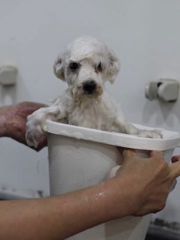 ビションフリーゼこいぬ情報フントヒュッテビションこいぬ画像子犬の社会化ビション赤ちゃんアメリカンチャンピオン直子かわいいビションフリーゼ東京ビション出産情報性格ビション家族募集中_422.jpg