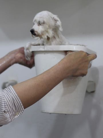 ビションフリーゼこいぬ情報フントヒュッテビションこいぬ画像子犬の社会化ビション赤ちゃんアメリカンチャンピオン直子かわいいビションフリーゼ東京ビション出産情報性格ビション家族募集中_423.jpg