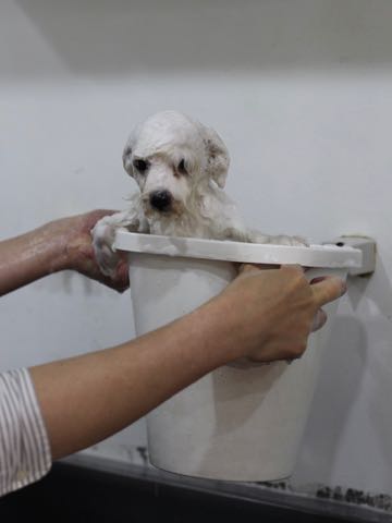ビションフリーゼこいぬ情報フントヒュッテビションこいぬ画像子犬の社会化ビション赤ちゃんアメリカンチャンピオン直子かわいいビションフリーゼ東京ビション出産情報性格ビション家族募集中_424.jpg