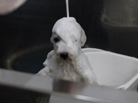 ビションフリーゼこいぬ情報フントヒュッテビションこいぬ画像子犬の社会化ビション赤ちゃんアメリカンチャンピオン直子かわいいビションフリーゼ東京ビション出産情報性格ビション家族募集中_426.jpg