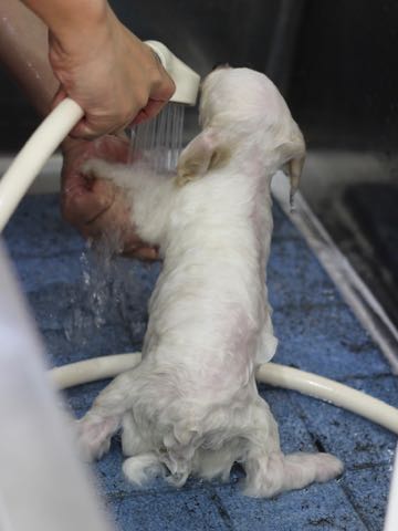 ビションフリーゼこいぬ情報フントヒュッテビションこいぬ画像子犬の社会化ビション赤ちゃんアメリカンチャンピオン直子かわいいビションフリーゼ東京ビション出産情報性格ビション家族募集中_429.jpg
