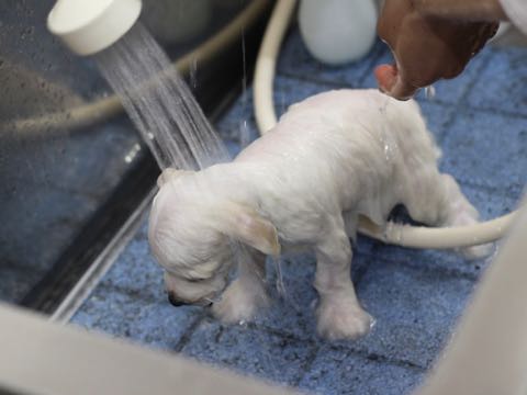 ビションフリーゼこいぬ情報フントヒュッテビションこいぬ画像子犬の社会化ビション赤ちゃんアメリカンチャンピオン直子かわいいビションフリーゼ東京ビション出産情報性格ビション家族募集中_431.jpg